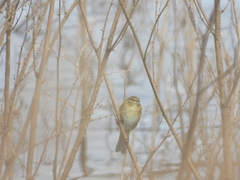 Phylloscopus collybita