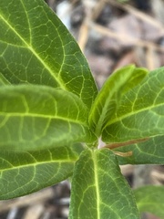 Asclepias perennis image