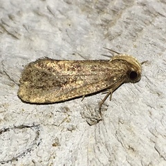 Acrolophus mortipennella