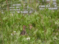 Gallinago gallinago