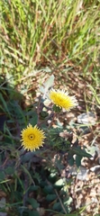 Sonchus oleraceus