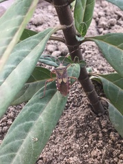 Prismatocerus prominulus