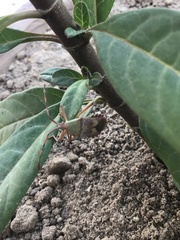 Prismatocerus prominulus