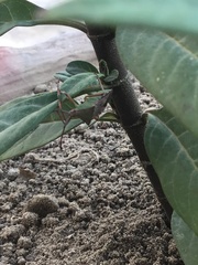 Prismatocerus prominulus