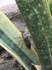 Prismatocerus prominulus