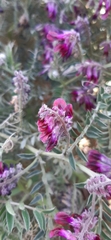 Vicia benghalensis