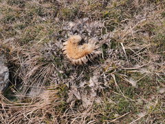 Carlina acanthifolia acanthifolia