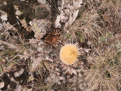 Carlina acanthifolia acanthifolia