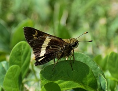 Atalopedes mesogramma mesogramma