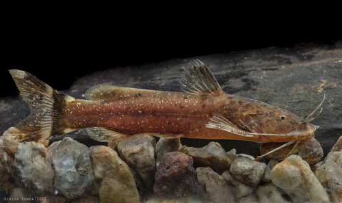 Glyptothorax kudremukhensis