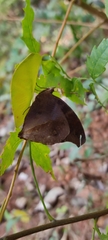 Junonia iphita iphita