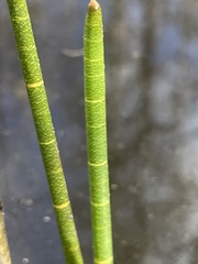 Eleocharis equisetoides