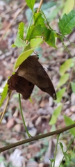 Junonia iphita iphita