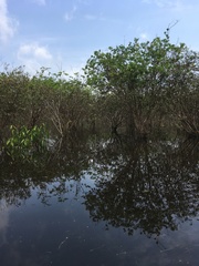 Myrciaria dubia