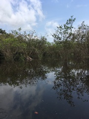Myrciaria dubia