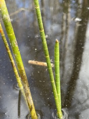 Eleocharis equisetoides