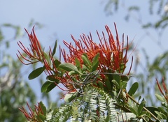 Psittacanthus mayanus