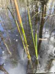 Eleocharis equisetoides