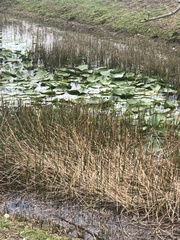 Eleocharis interstincta