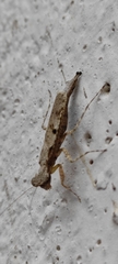Amorphoscelidae