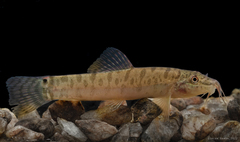 Paracanthocobitis mooreh