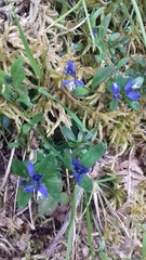 Polygala serpyllifolia