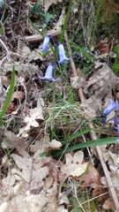Hyacinthoides non-scripta