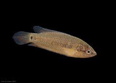 Pseudosphromenus cupanus