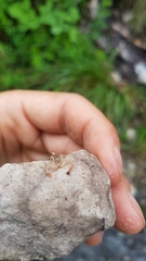 Euscorpius aquilejensis