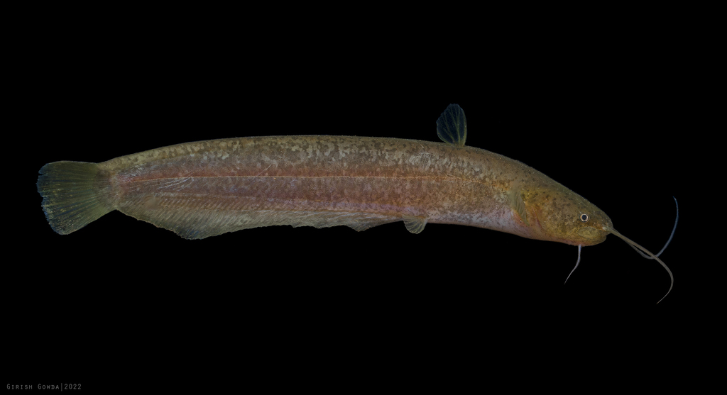 Malabar Silurus