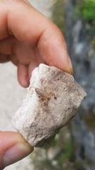 Euscorpius aquilejensis