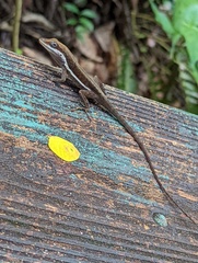 Anolis pulchellus