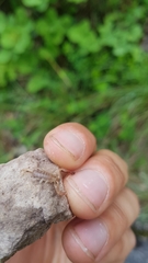 Euscorpius aquilejensis