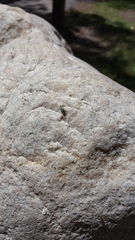 Polydrusus impressifrons