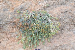 Teucrium freynii