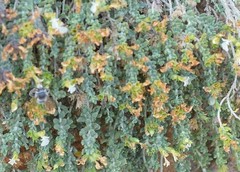 Teucrium freynii