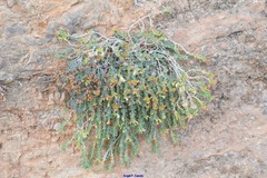 Teucrium freynii