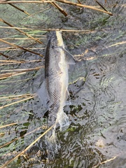 Catostomus macrocheilus