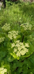 Smyrnium olusatrum