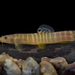 Stone Loaches - Photo (c) Girish Gowda, some rights reserved (CC BY-NC), uploaded by Girish Gowda