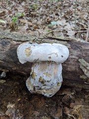 Hypomyces melanocarpus