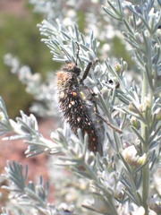 Aspalathus candicans