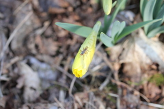 Norellia spinipes