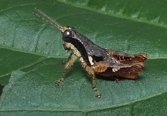 Eujivarus meridionalis