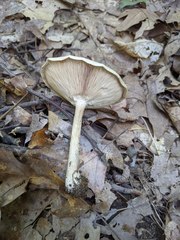 Melanoleuca alboflavida