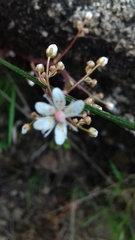 Saxifraga spathularis