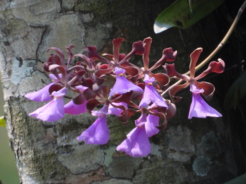 Encyclia cordigera