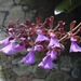 Encyclia cordigera - Photo 由 Grete Pasch 所上傳的 (c) Grete Pasch，保留部份權利CC BY
