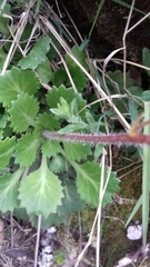 Saxifraga spathularis