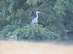 Ardea cinerea